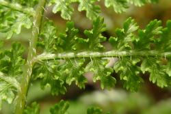 Hypolepis millefolium. Abaxial surface of secondary pinna showing colourless non-glandular hairs, and round marginal sori protected by slightly reflexed green lamina flaps.
 Image: L.R. Perrie © Leon Perrie 2013 CC BY-NC 3.0 NZ